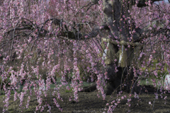 香りと梅花