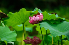 蓮の花