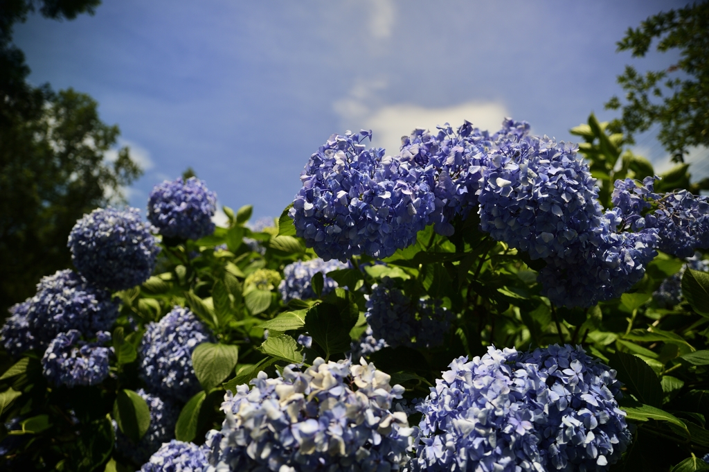 ７月の紫陽花