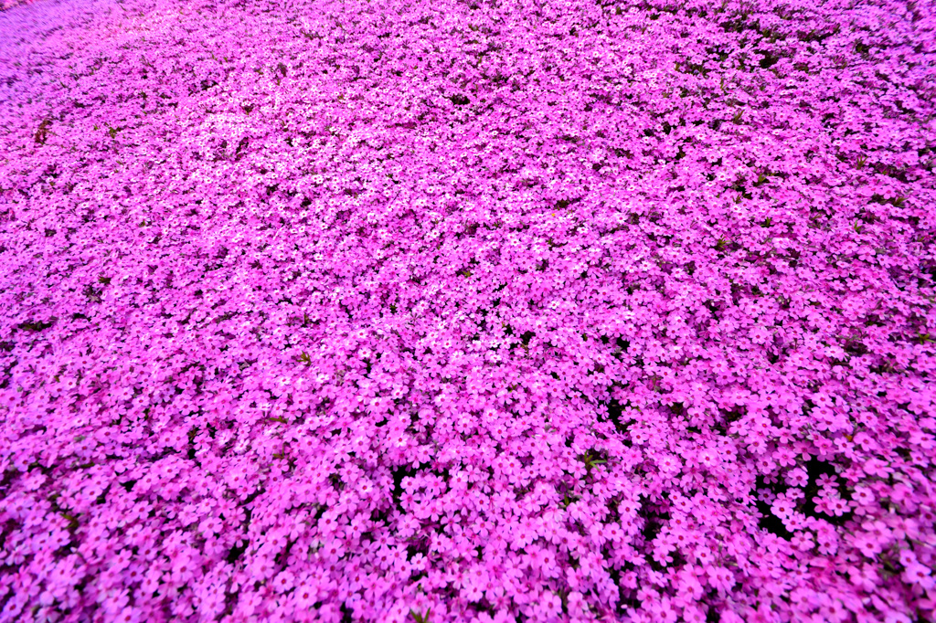 くにた家の芝桜