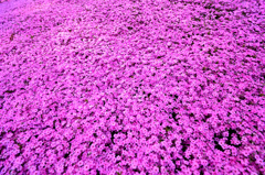 くにた家の芝桜
