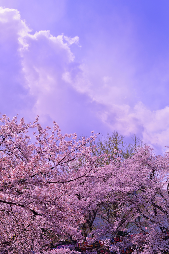 境川の桜