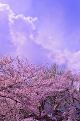 境川の桜