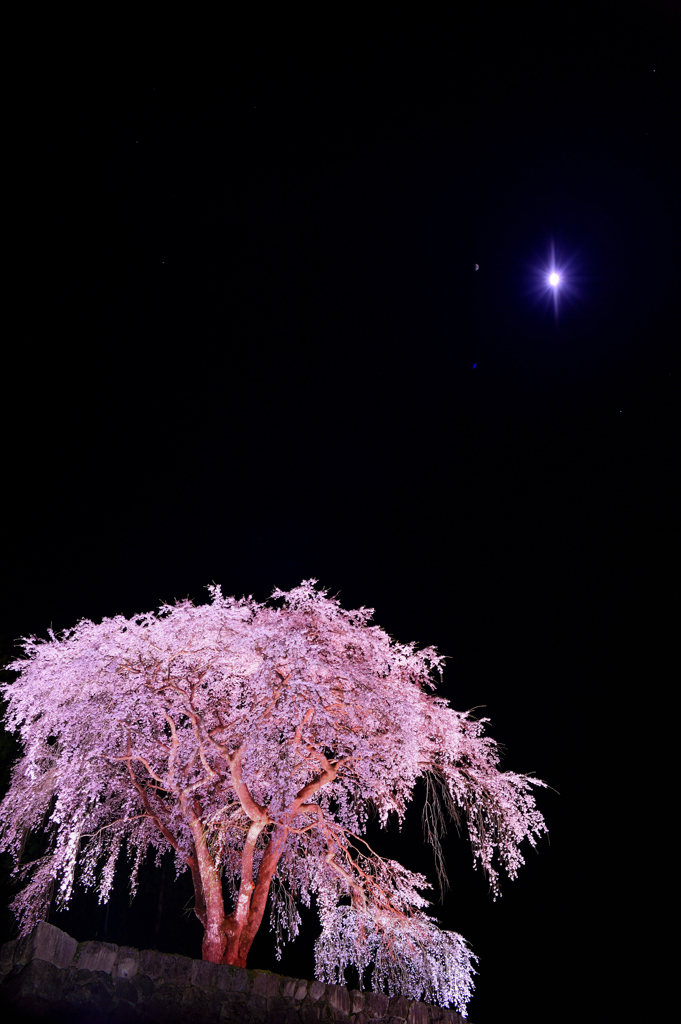 宇宙（ソラ）と桜゜