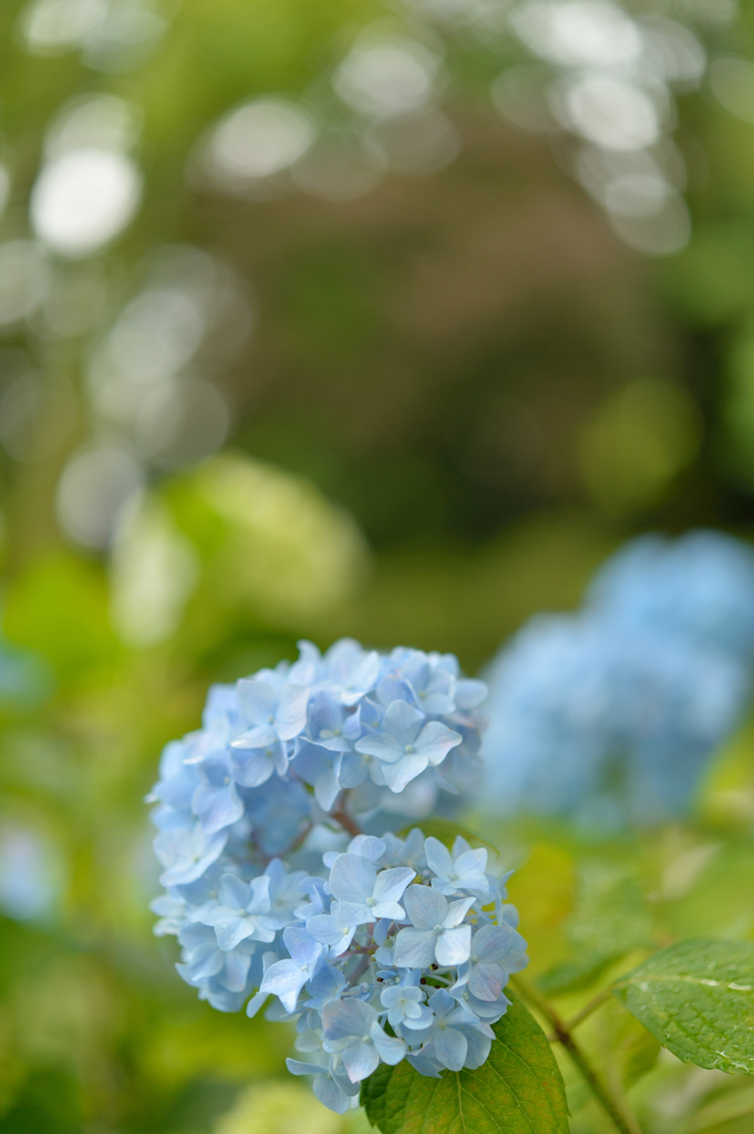 城北菖蒲園・・・８　紫陽花