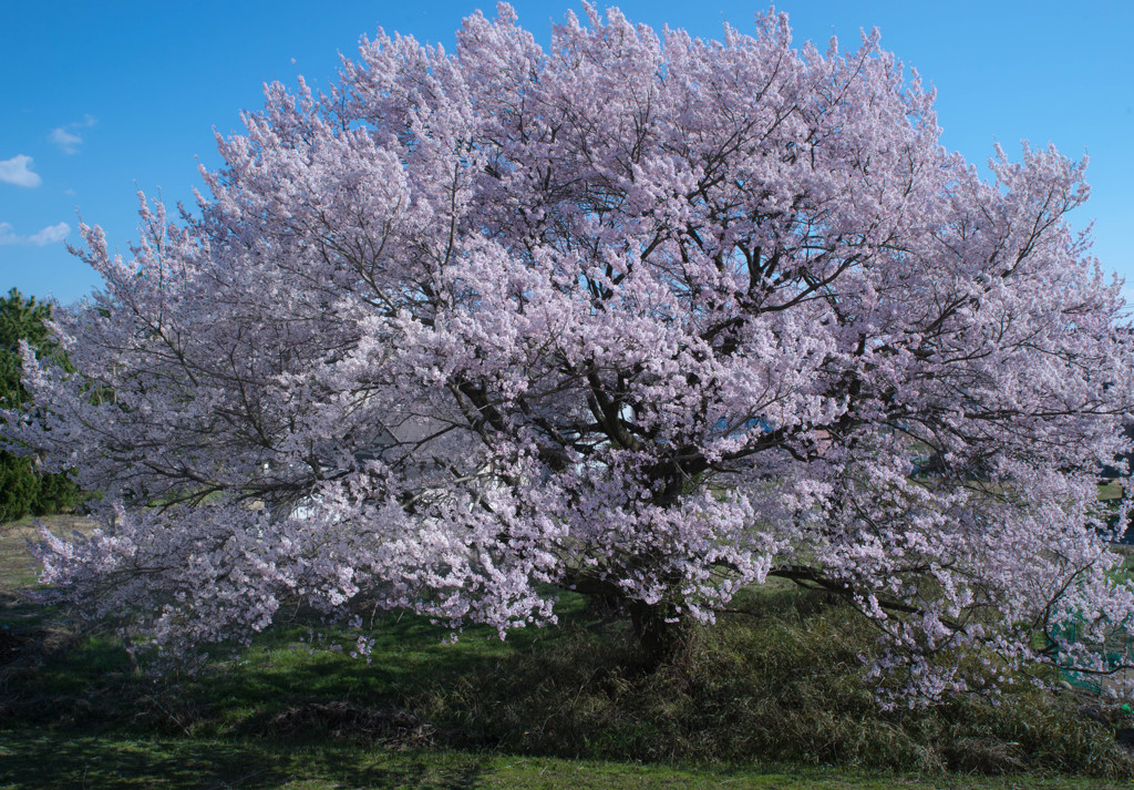 桜の大木