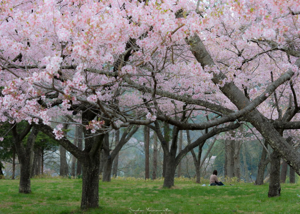 桜の杜