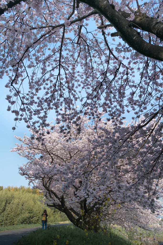 桜色、