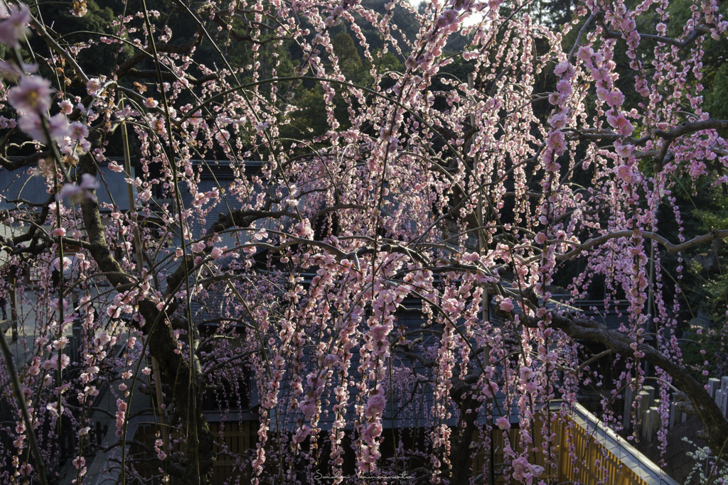 春の香り。