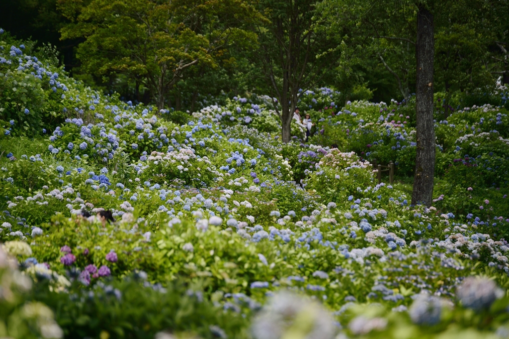 ７月の紫陽花、