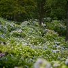 ７月の紫陽花、