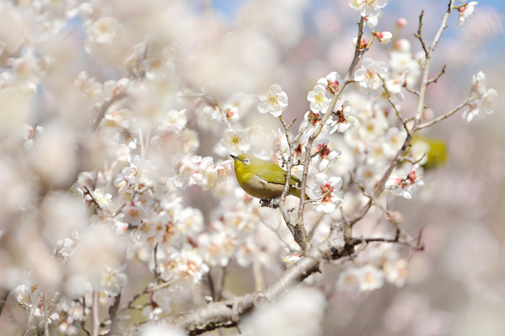 春のヒトトキ、