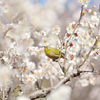 春のヒトトキ、