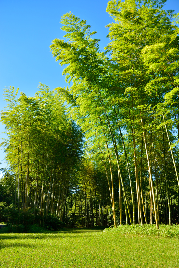 万博記念公園　日本庭園散策～⑥