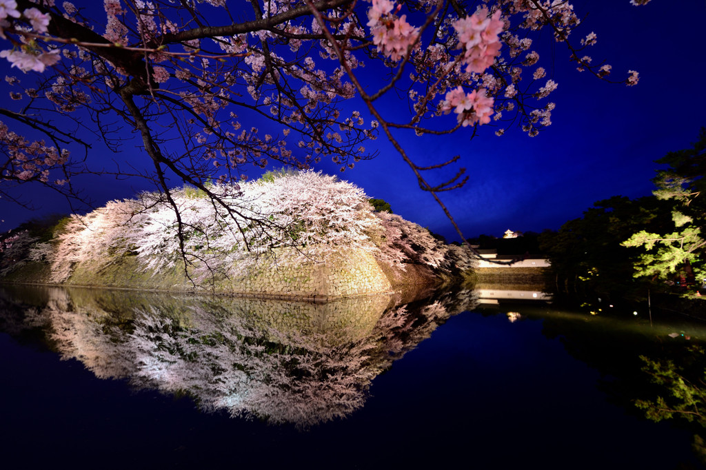 彦根城　桜