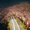 桜道