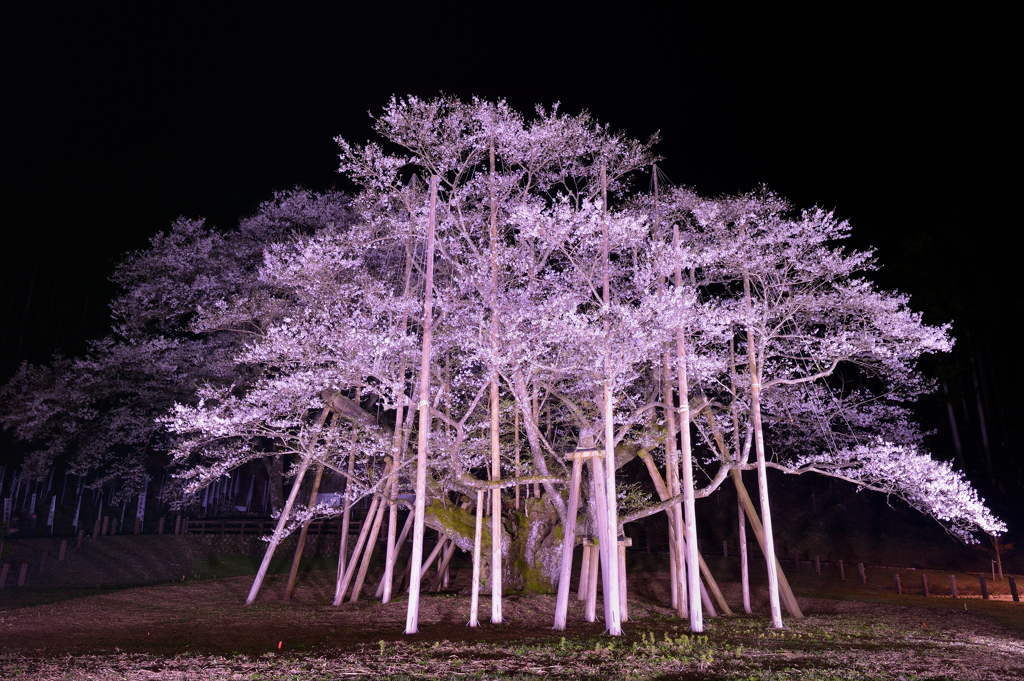 薄墨桜