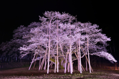 薄墨桜