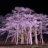 薄墨桜