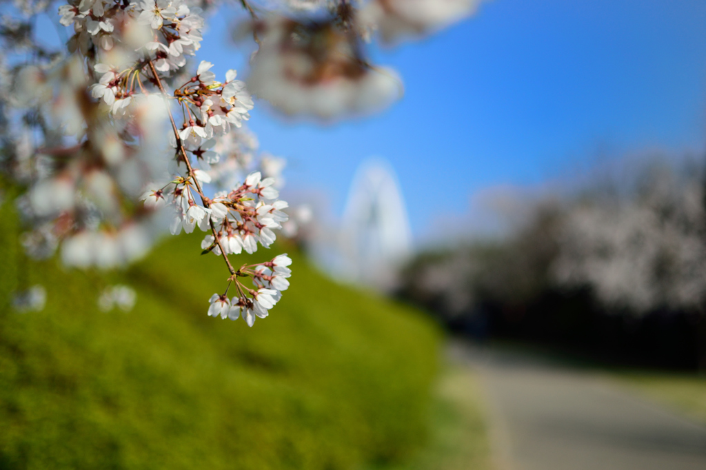 光明寺公園　2013桜