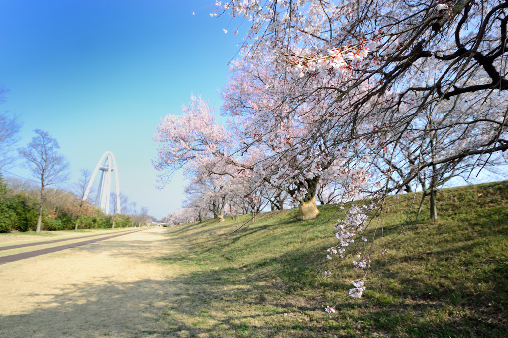 光明寺公園　2013桜