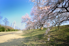 光明寺公園　2013桜