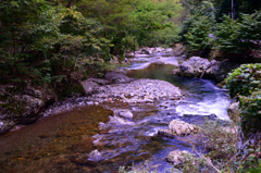 温井峠　越美山地緑の回廊　①