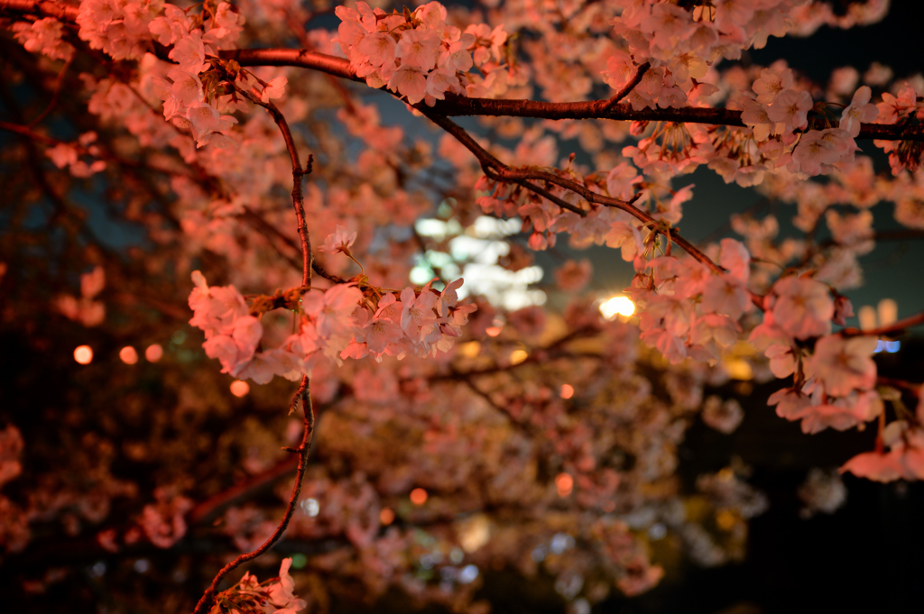 さくら