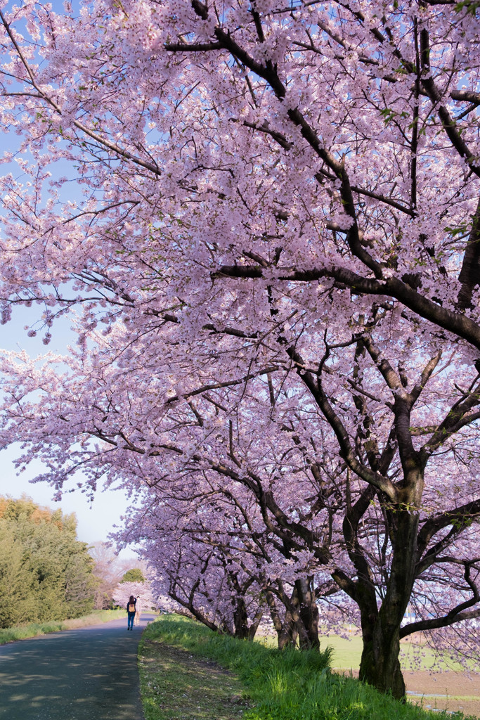 桜色、、