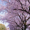 桜色、、