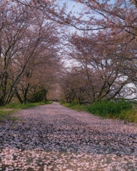 桜道