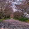 桜道