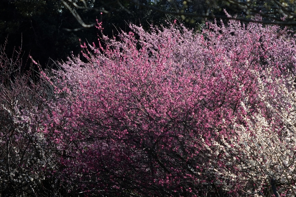 いなべの森