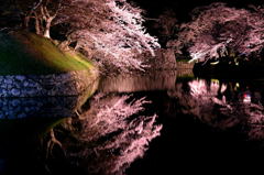 彦根城　桜2