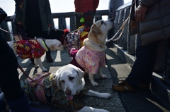 女子犬会