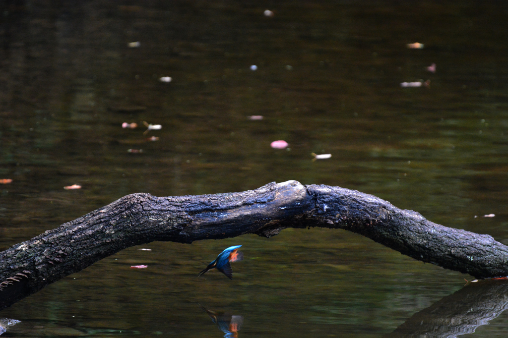 Kingfisher　2