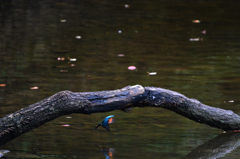 Kingfisher　2