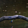 Kingfisher　2