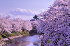 境川さくら並木