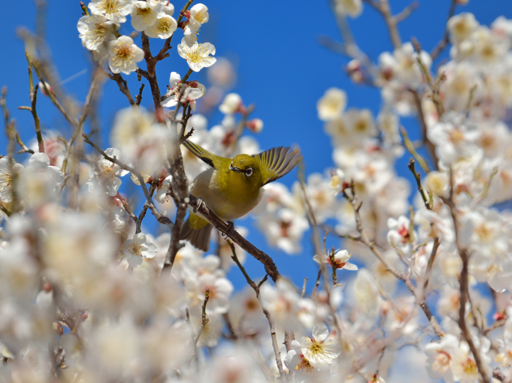 春のヒトトキ、、、