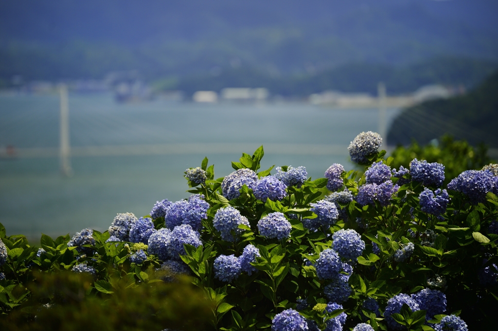 ７月の紫陽花、