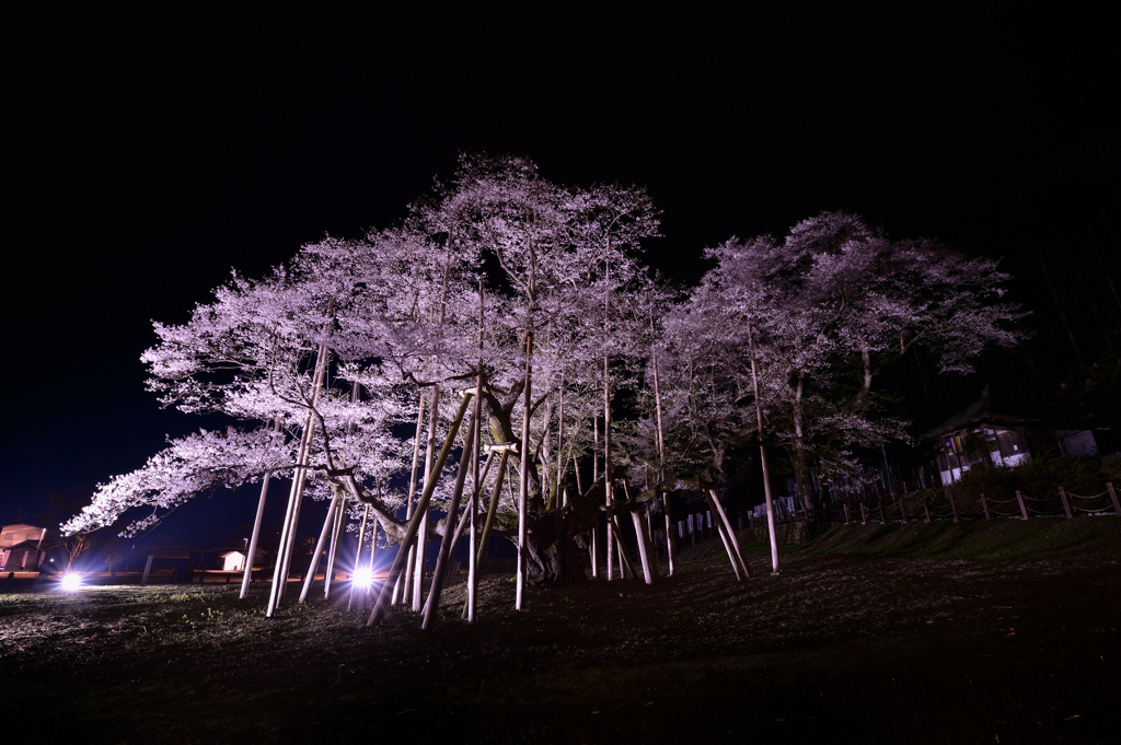 薄墨桜、