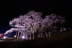 薄墨桜、