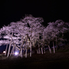 薄墨桜、