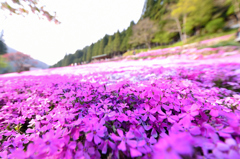 くにた家の芝桜