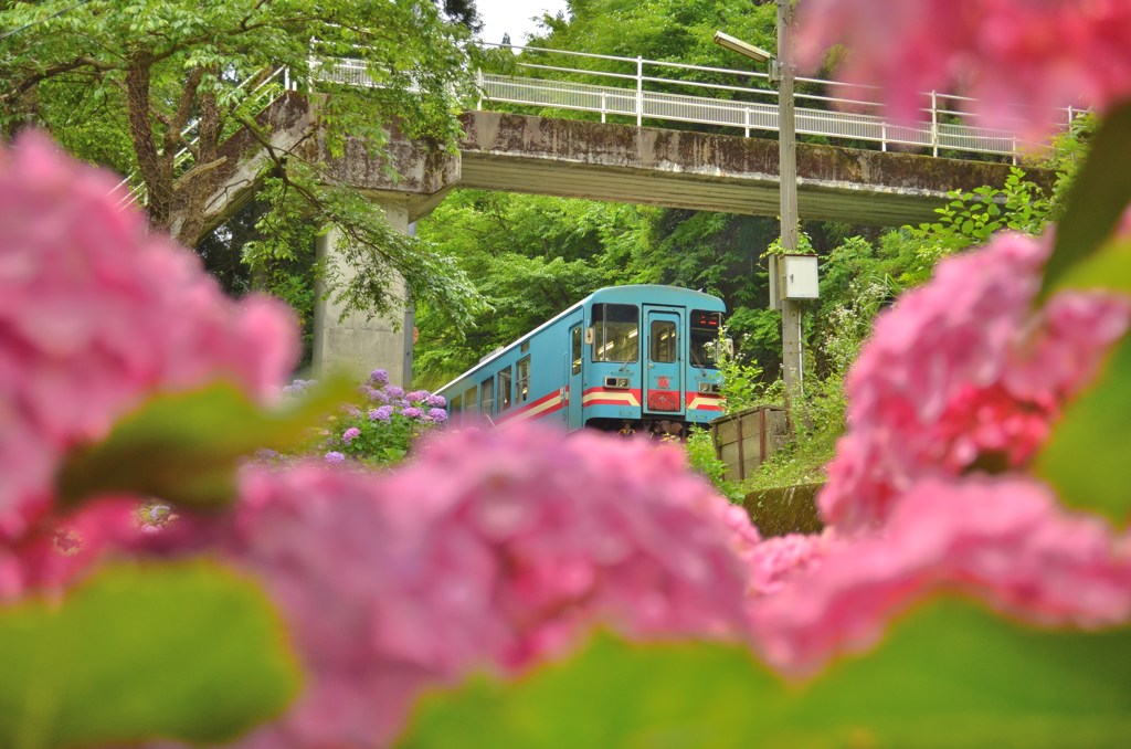 あの人と　この橋の　あじさいの花