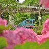 あの人と　この橋の　あじさいの花