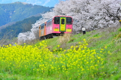 桜風景幕の内弁当！