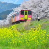 桜風景幕の内弁当！