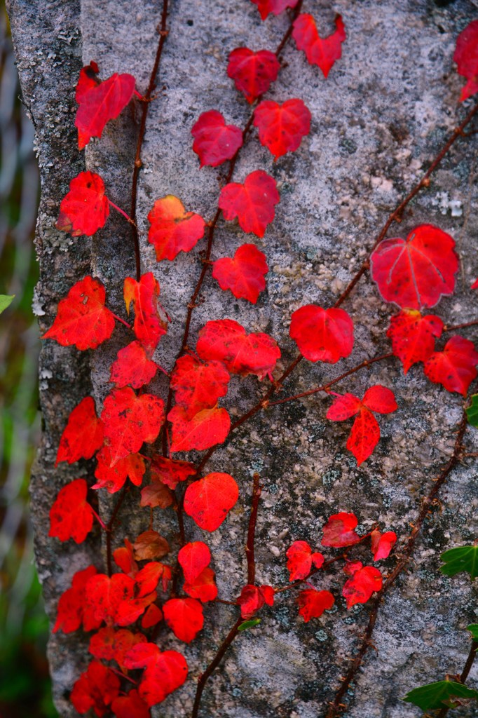 片隅に紅葉